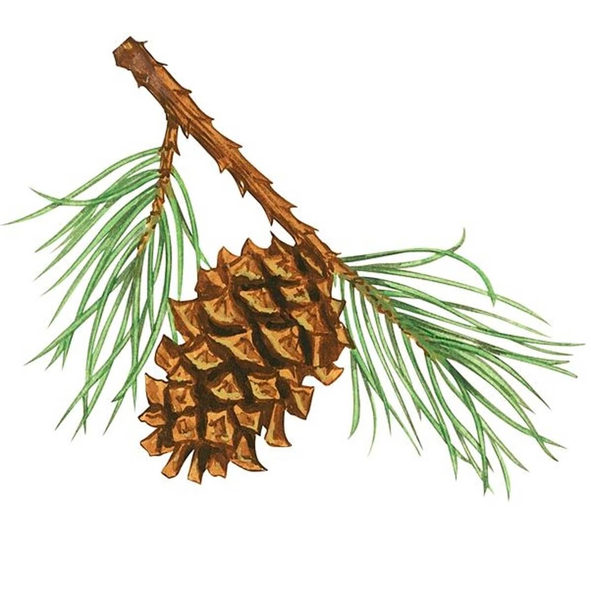 yellow-pine-pinus-virginiana-specie-wood-information-tiny-timbers