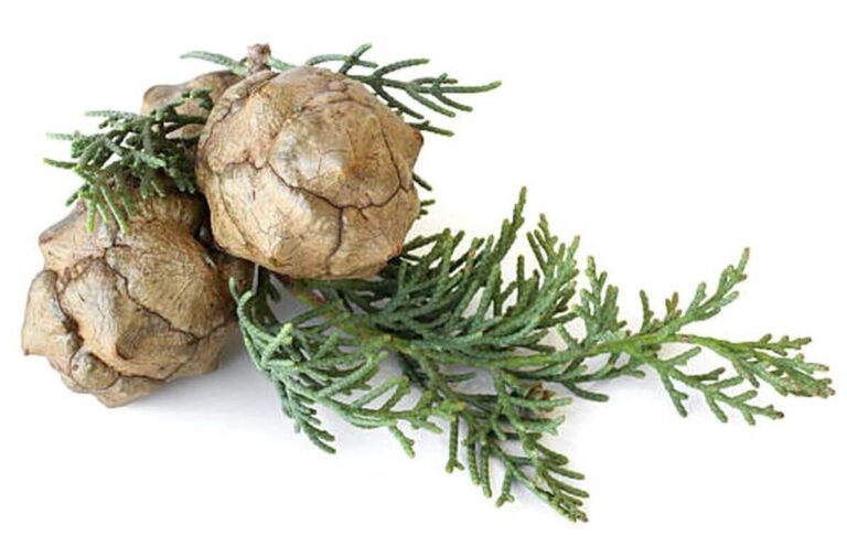 Cypress 1 Southern Cypress Specie Information