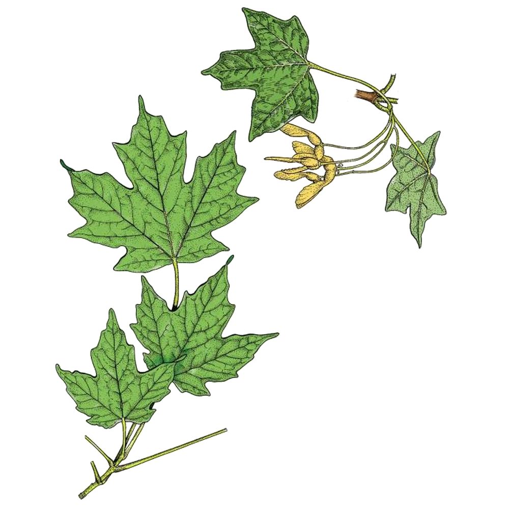 Hard Maple (Acer saccharum)