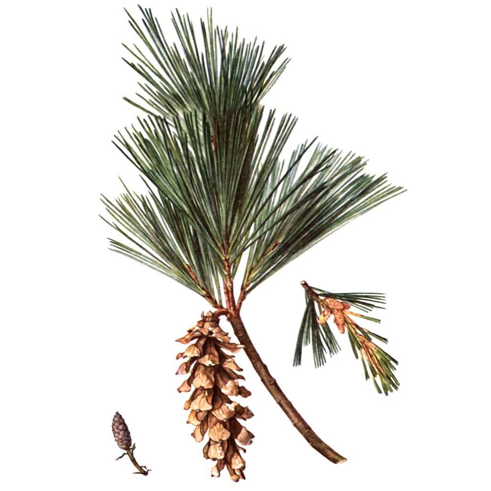 White Pine (Pinus stobus)
